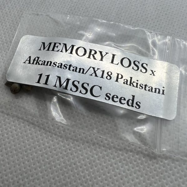 Magic Spirit Seed Co - Memory Loss x Afkansastan/X18 Pakistani