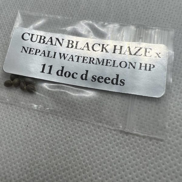 Magic Spirit Seed Co - Cuban Black Haze x Nepali Watermelon HP
