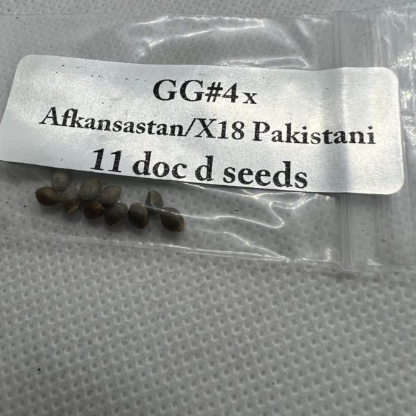 Magic Spirit Seed Co - GG4 x Afkansastan/X18 Pakistani