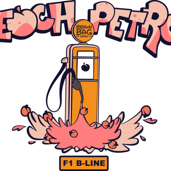 Brown Bag Seeds - Peach Petrol B-Line F1