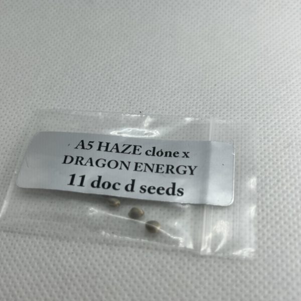 Magic Spirit Seed Co - A5 Haze clone x Dragon Energy