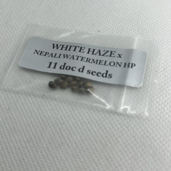 Magic Spirit Seed Co - White Haze x Nepali Watermelon HP