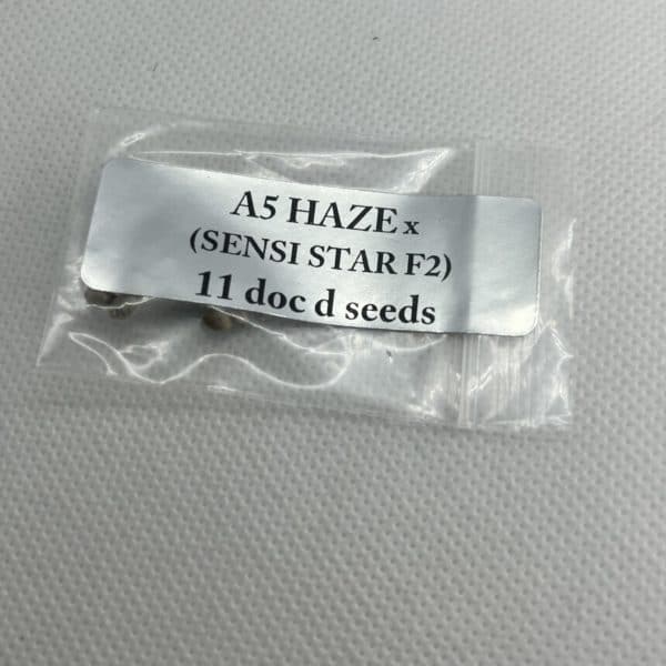 Magic Spirit Seed Co - A5 Haze x Sensi Star F2