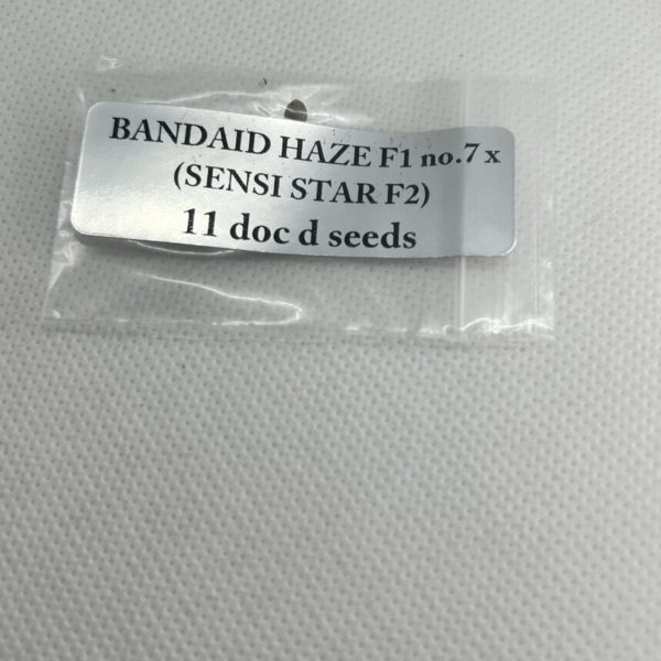Magic Spirit Seed Co - Bandaid Haze F1 no.7 x Sensi Star F2