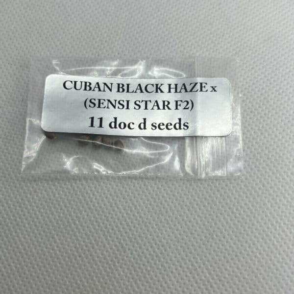 Magic Spirit Seed Co - Cuban Black Haze x Sensi Star F2