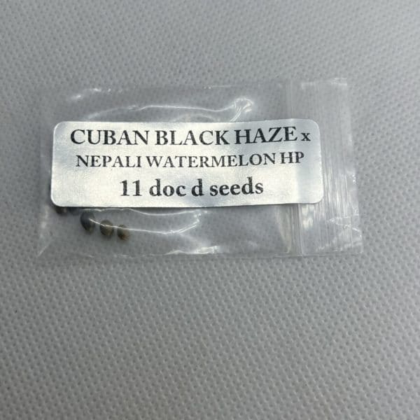 Magic Spirit Seed Co - Cuban Black Haze x Nepali Watermelon HP