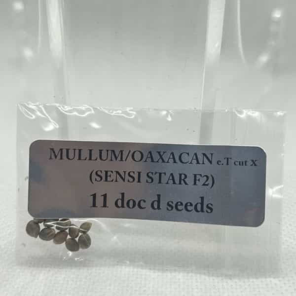 Magic Spirit Seed Co - Mullum/Oaxacan e.T cut x Sensi Star F2