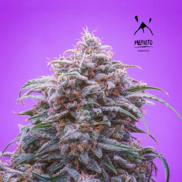 Mephisto Genetics - Double Grape