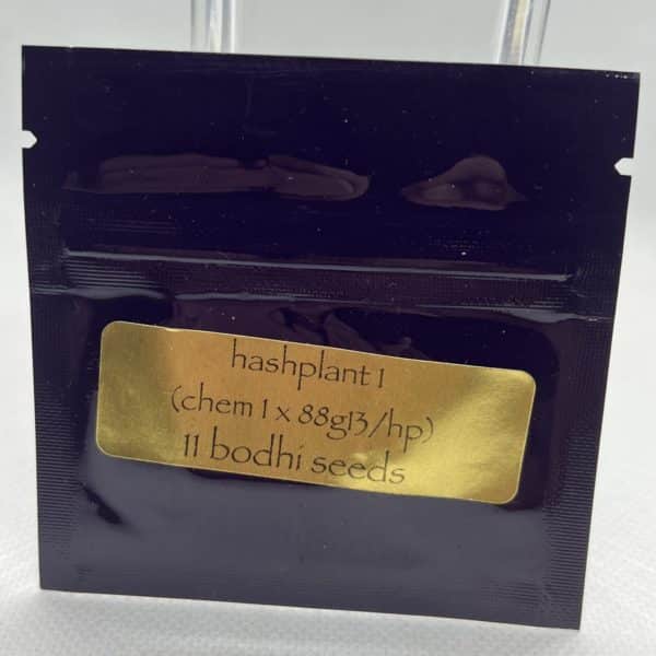 Bodhi Seeds - Hashplant 1