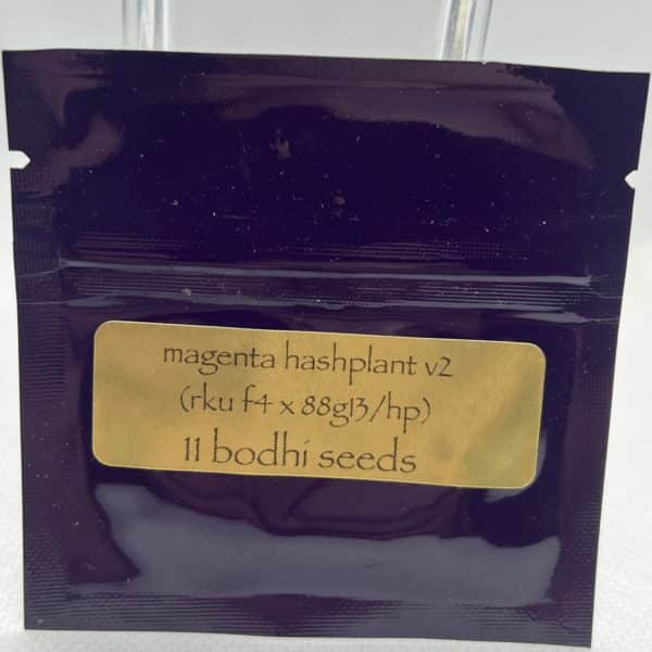 Bodhi Seeds - Magenta Hashplant V2