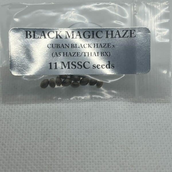 Magic Spirit Seed Co - Black Magic Haze