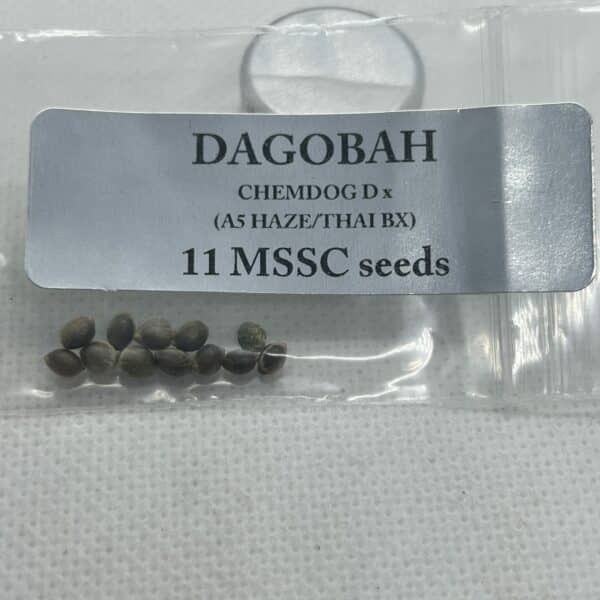 Magic Spirit Seed Co - Dagobah