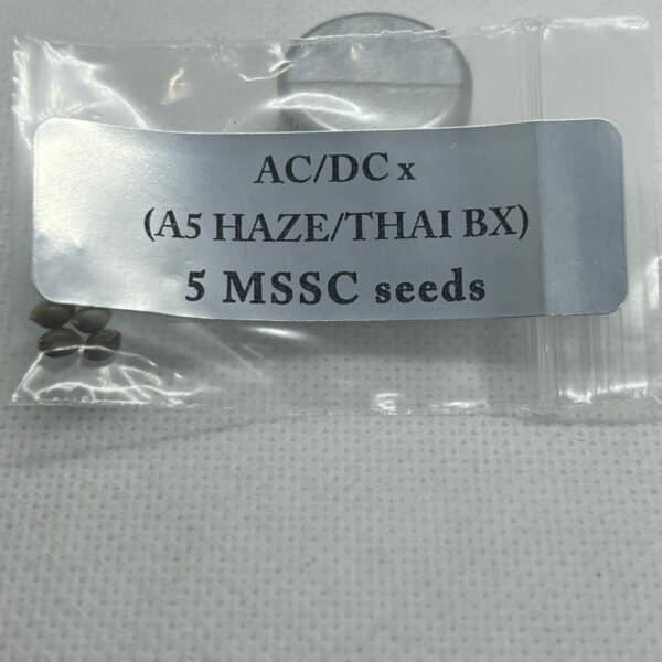 Magic Spirit Seed Co - AC/DC x (A5 Haze/Thai Bx)