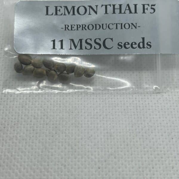 Magic Spirit Seed Co - Lemon Thai F5 (reproduction)