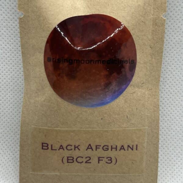 Rising Moon Seeds - Black Afghani BC2 F3