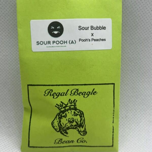The Regal Beagle Bean Co - Sour Pooh (Autoflower)