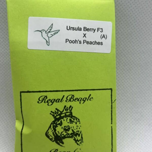 The Regal Beagle Bean Co - Ursula Berry (Autoflower)