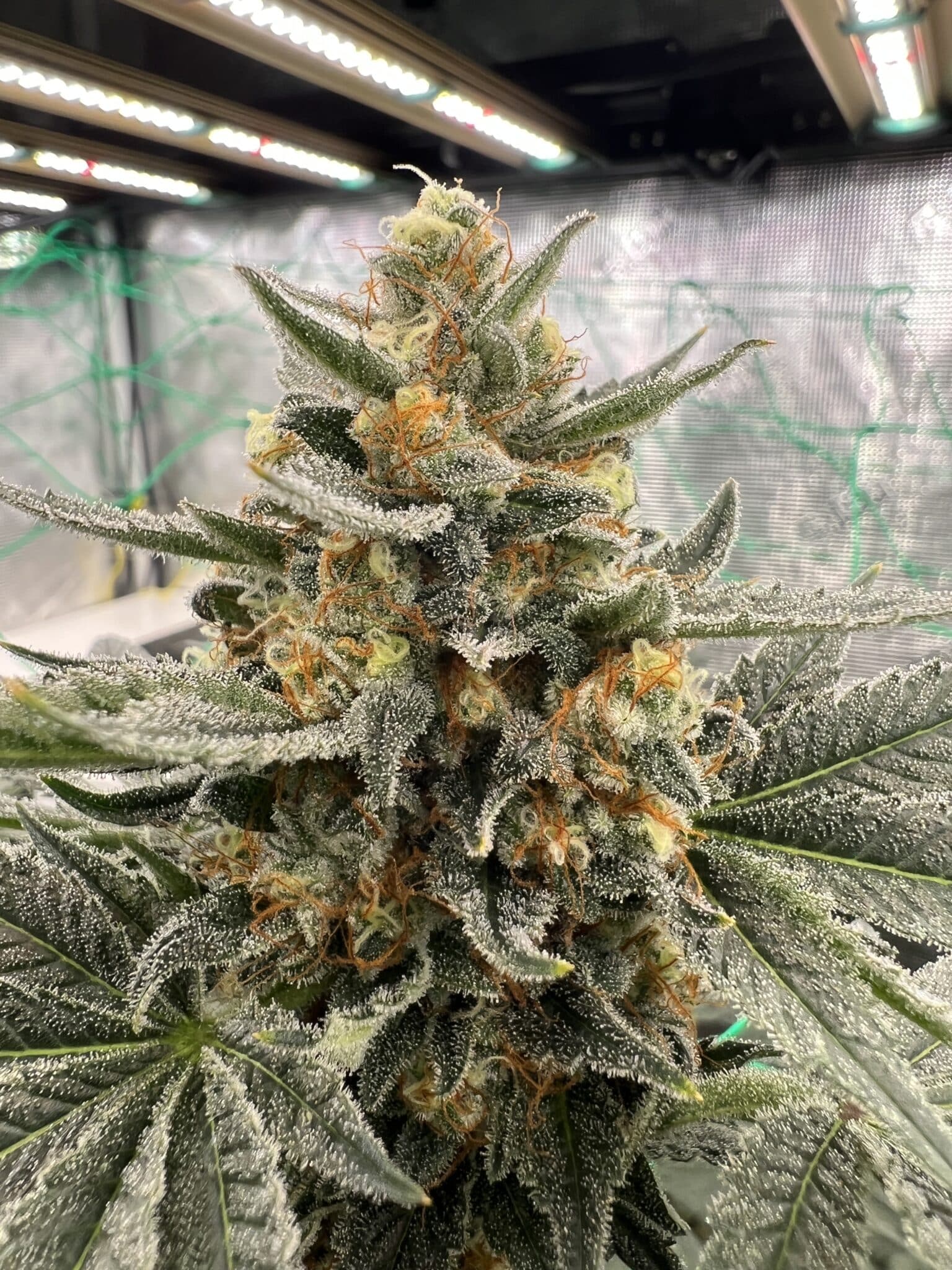 Brown Bag Seeds - Pup Cup - Image 2