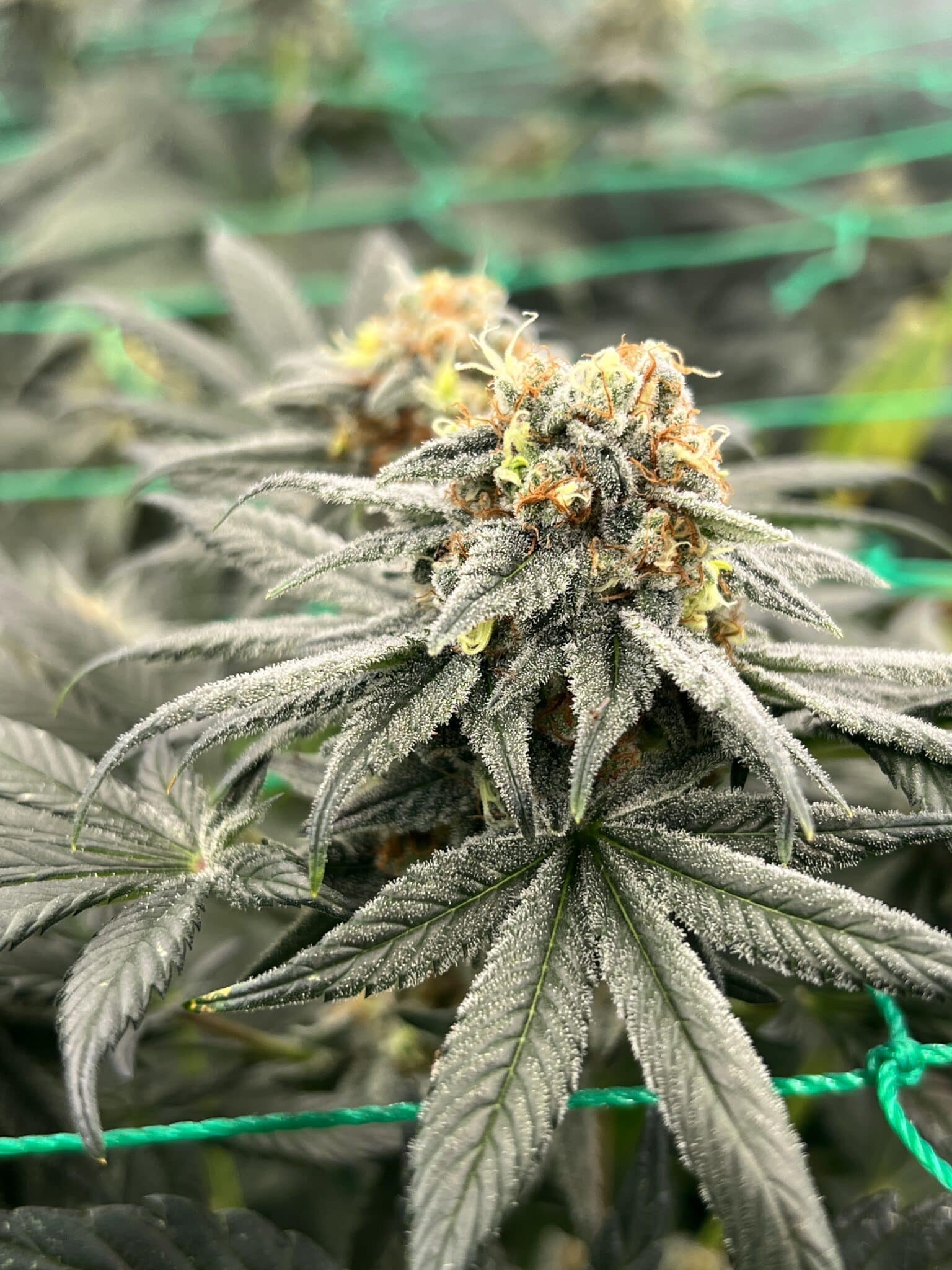 Brown Bag Seeds - Acid Milk - Image 2