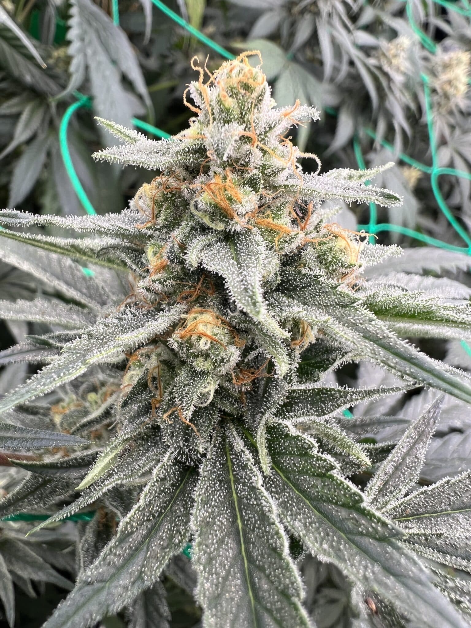 Brown Bag Seeds - Acid Milk - Image 3