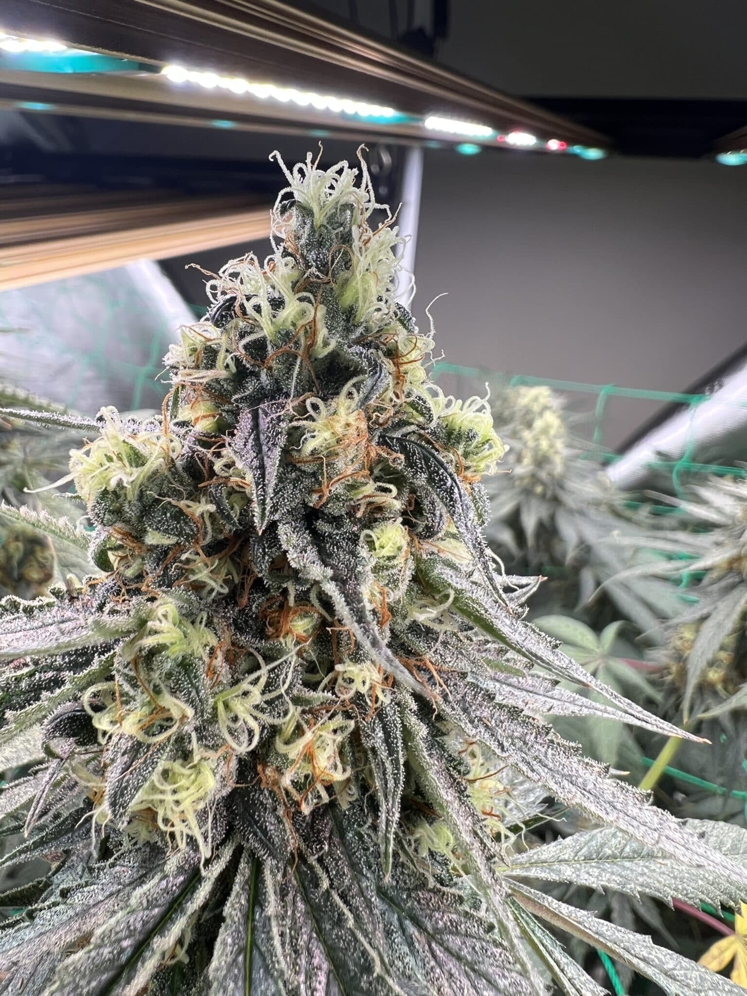 Brown Bag Seeds - Deathstar Dairy - Image 2
