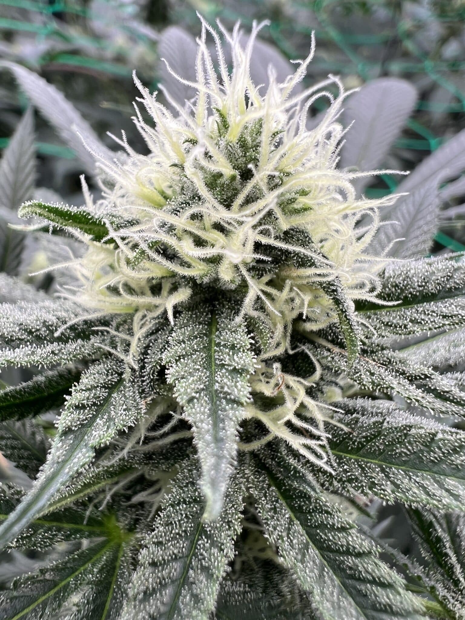 Brown Bag Seeds - L.A.B. F2 - Image 3
