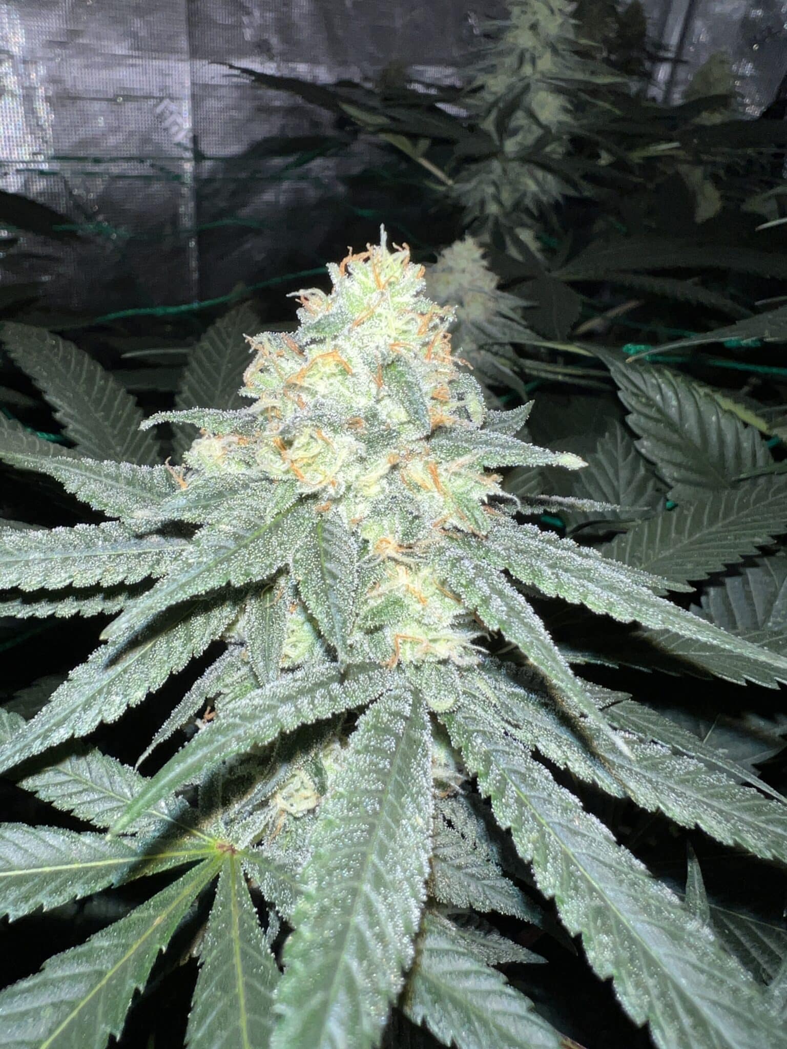 Brown Bag Seeds - Growgurt - Image 3