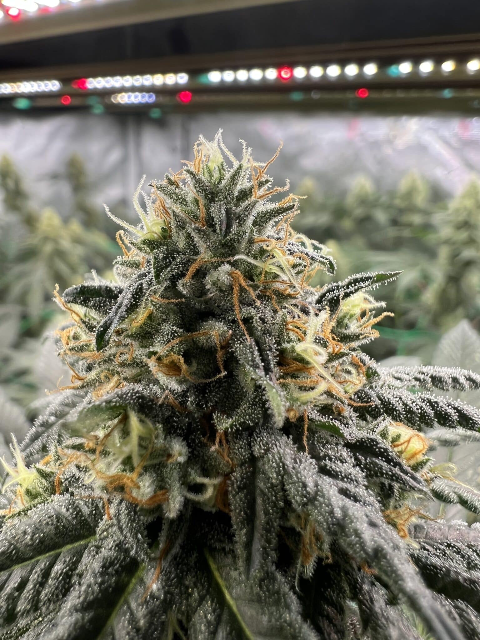 Brown Bag Seeds - Growgurt - Image 4