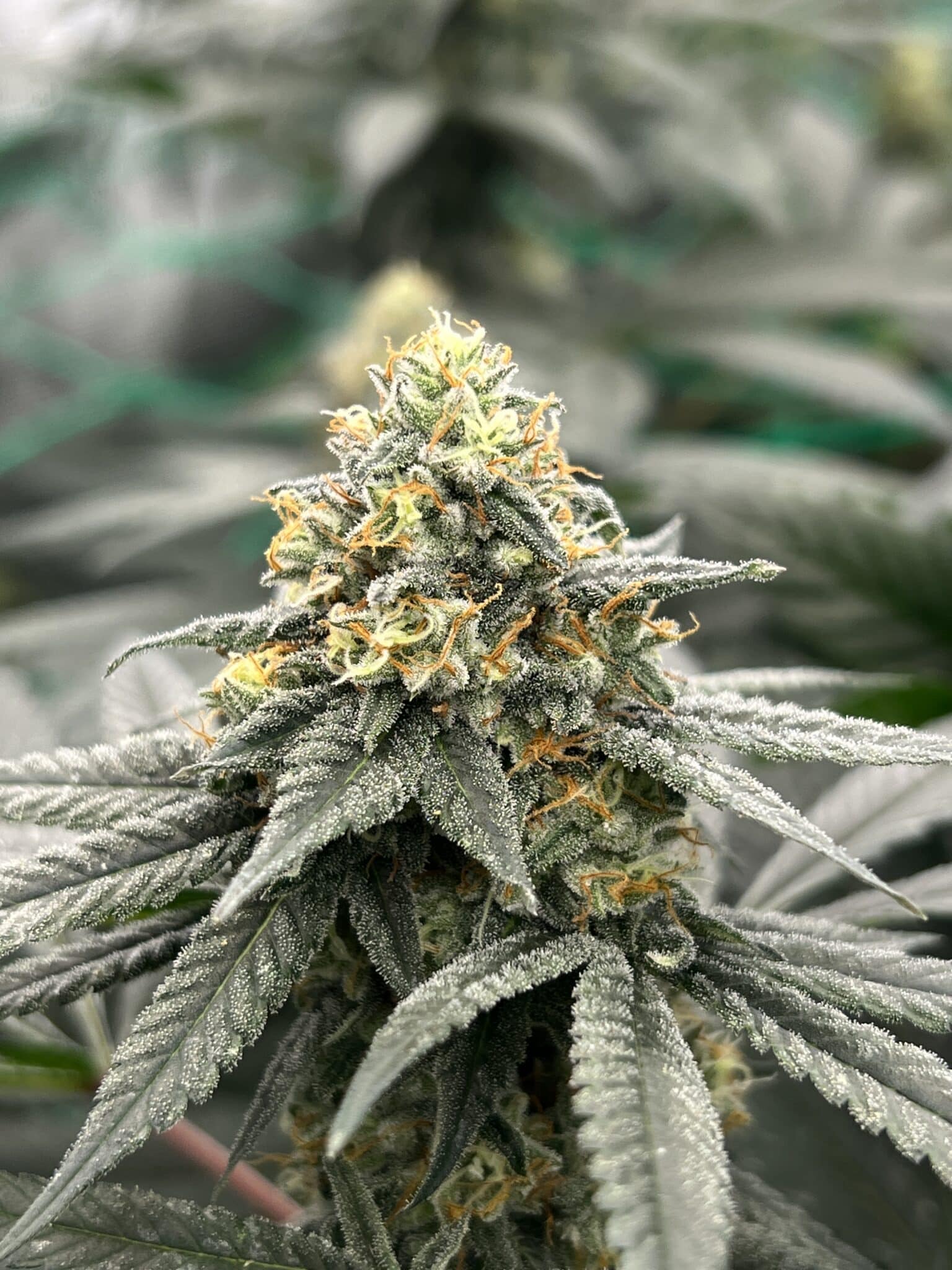 Brown Bag Seeds - Growgurt - Image 2