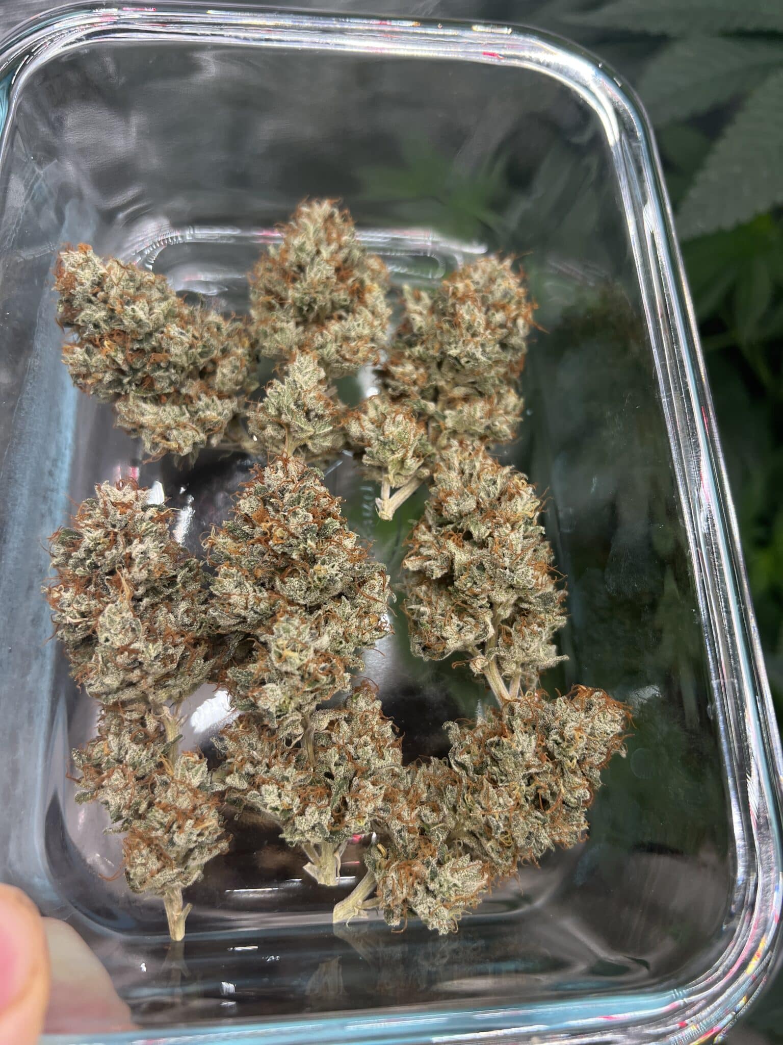 Brown Bag Seeds - Sour Curds - Image 3