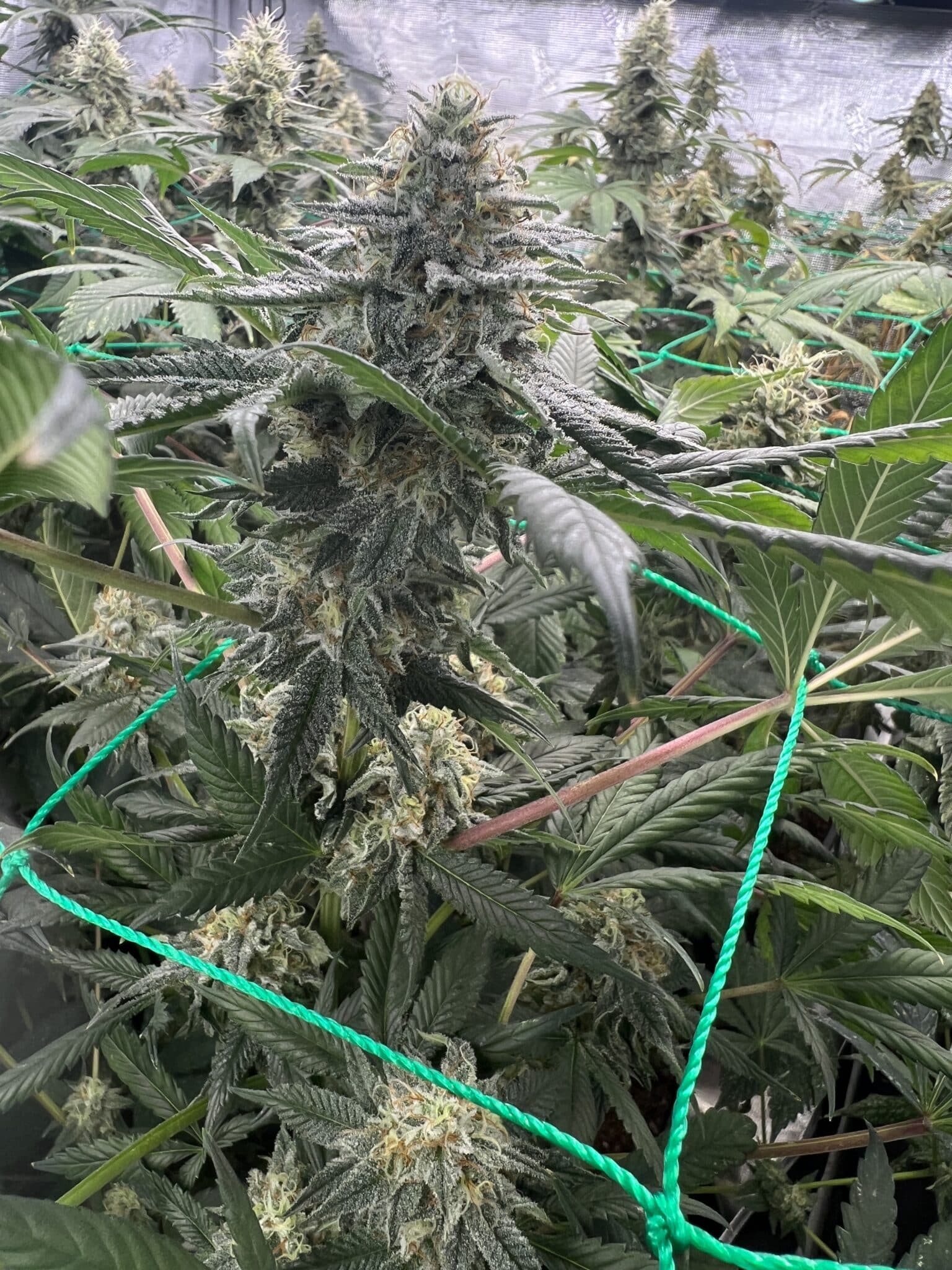 Brown Bag Seeds - Melty Melons - Image 3