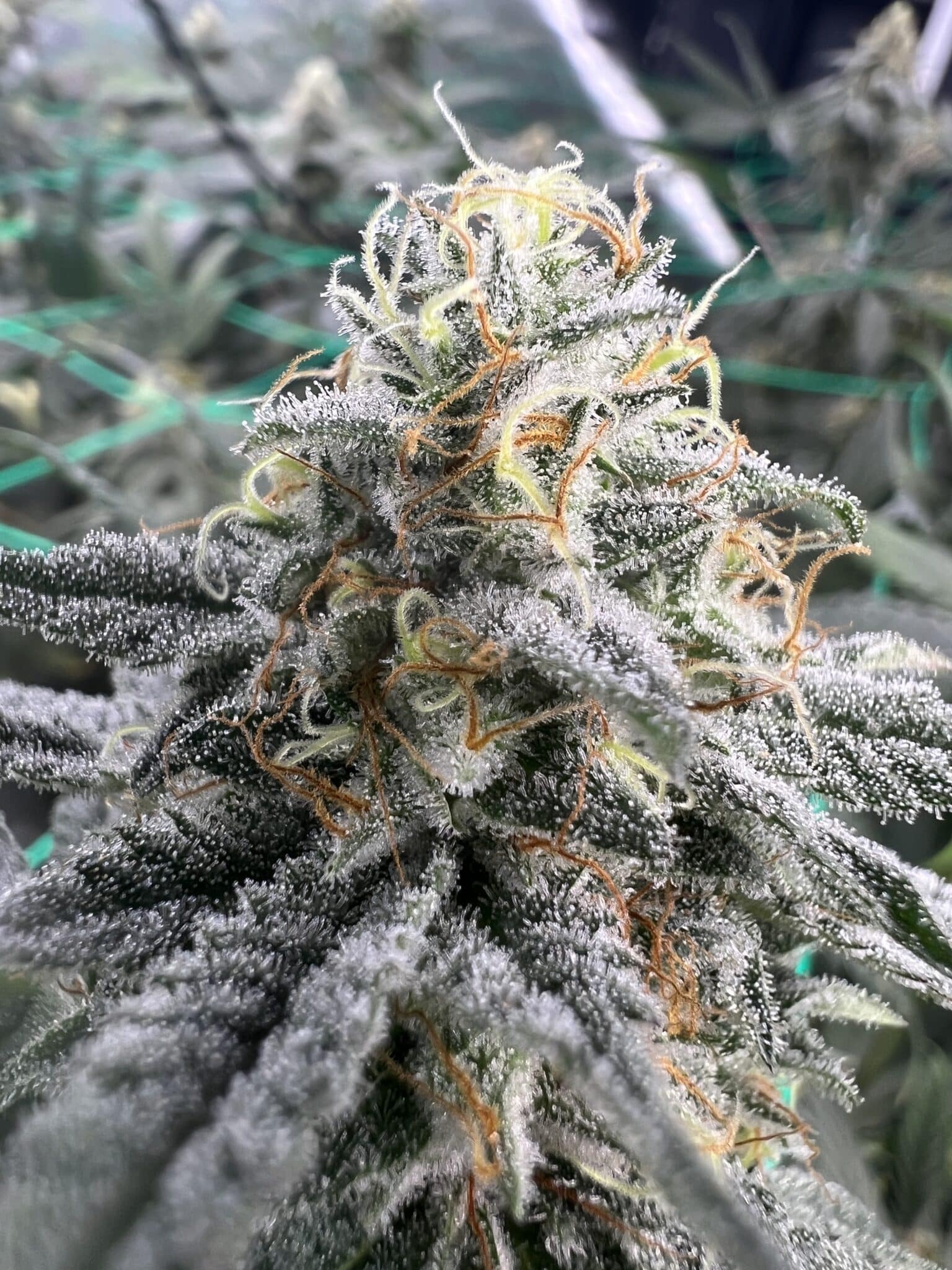 Brown Bag Seeds - Melty Melons - Image 2