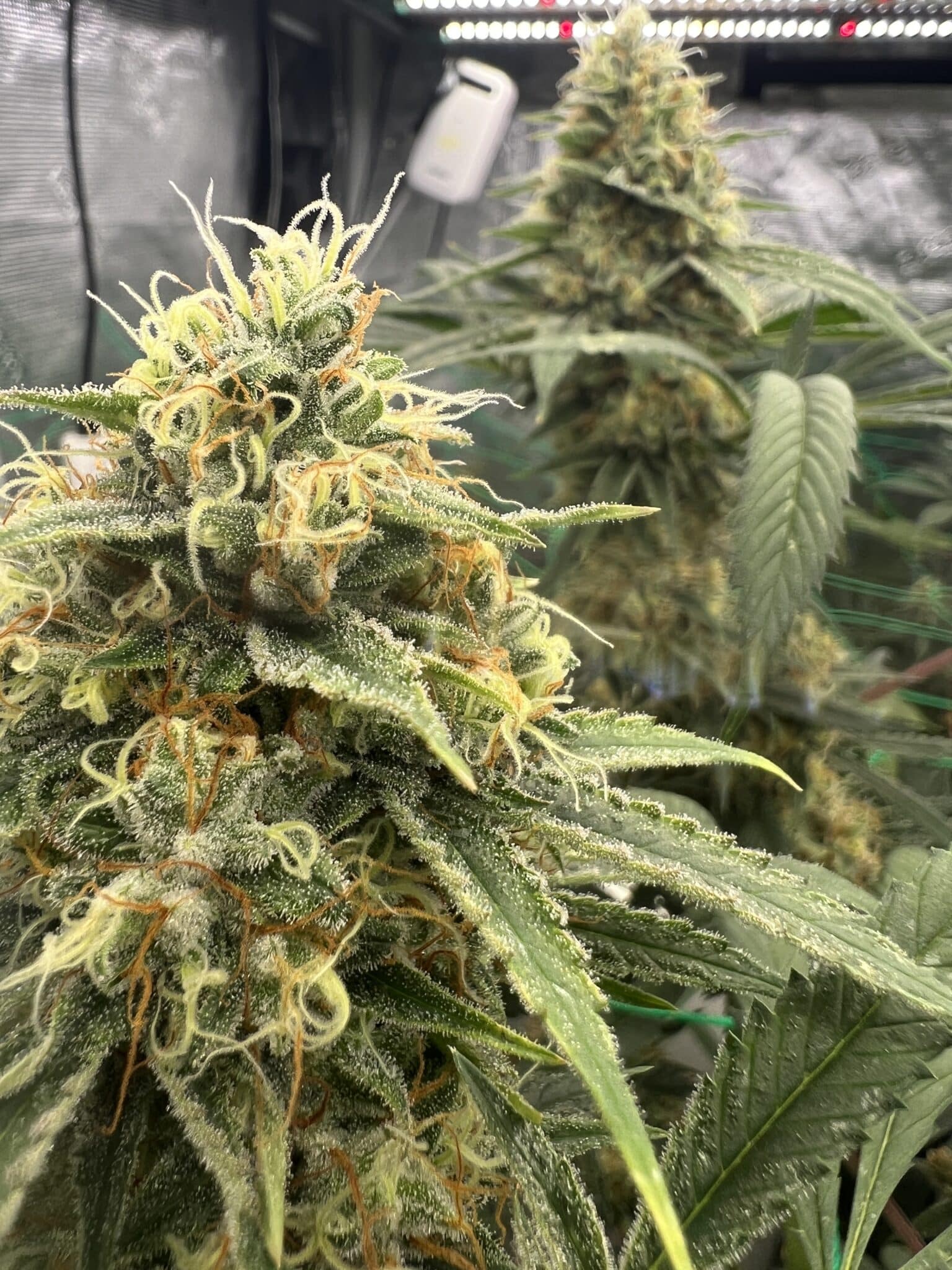 Brown Bag Seeds - L.A.B. F2 - Image 2