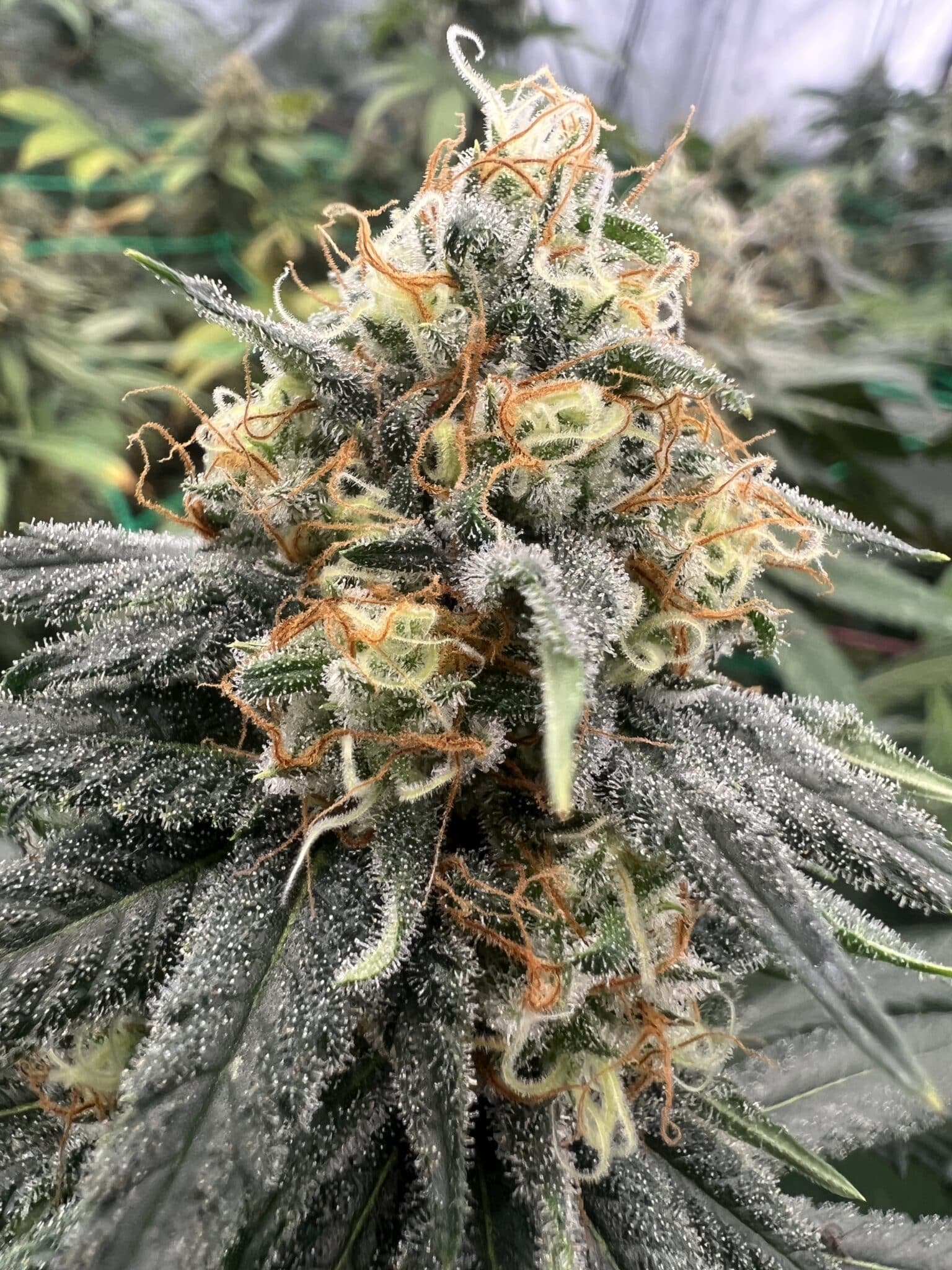 Brown Bag Seeds - Cho's Cheese Curds - Image 2