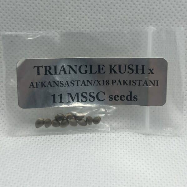 Magic Spirit Seed Co - Triangle Kush x (Sensi Star F2)