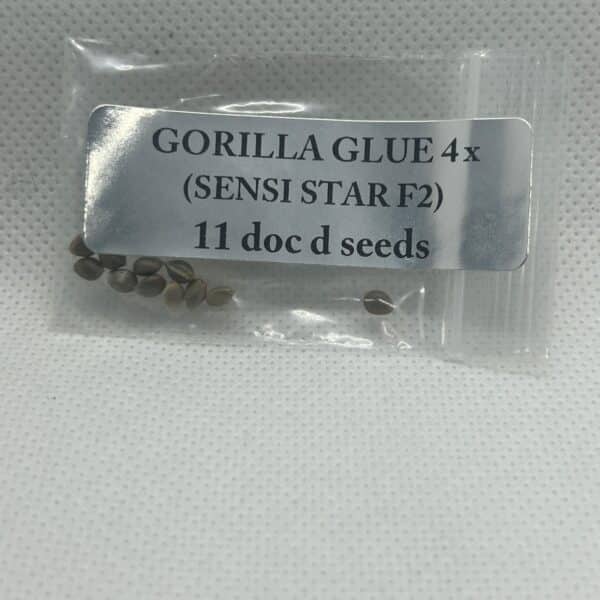 Magic Spirit Seed Co - Gorilla Glue #4 x (Sensi Star F2)