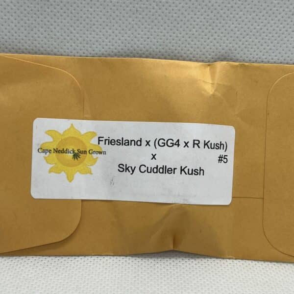 Cape Neddick Sungrown - Ice Cuddler Queen #2