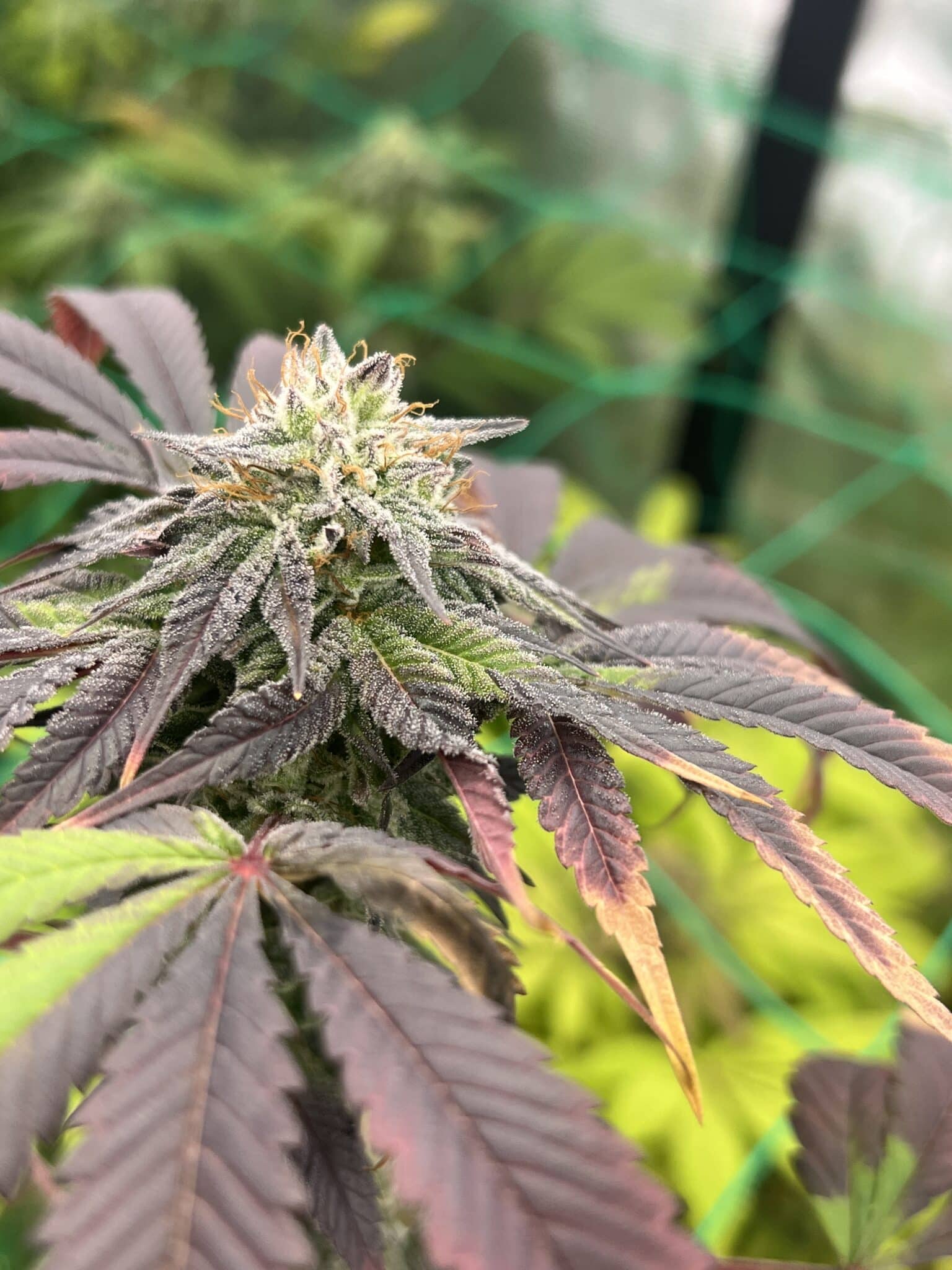 Brown Bag Seeds - Electric Passion - Image 2